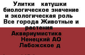 Улитки – катушки: биологическое значение и экологическая роль - Все города Животные и растения » Аквариумистика   . Ненецкий АО,Лабожское д.